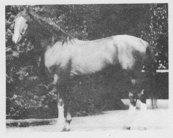 stallion 2245 North Star VII-35 (Czech Warmblood, 1977, from 911 North Star III-62)