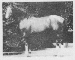 stallion 2245 North Star VII-35 (Czech Warmblood, 1977, from 911 North Star III-62)