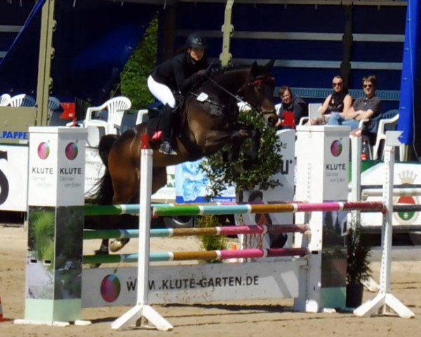 jumper San Benedetto Z (Zangersheide riding horse, 2010, from Stakkato's Highlight)