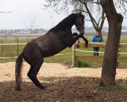 Springpferd Chester (Deutsches Sportpferd, 2013, von Conturio)