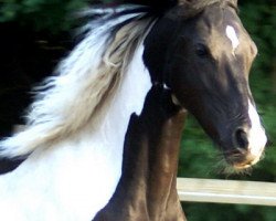 jumper Victoria de Finca Barroco (Pinto / Hunter, 2006, from Albano de Finca Barroco (Albano von Susenberger))