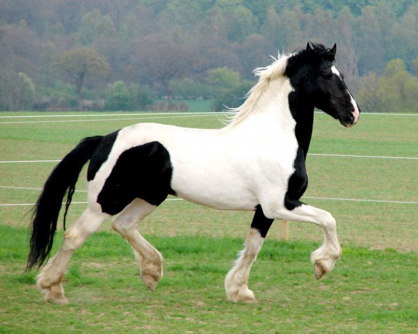 stallion Albano de Finca Barroco (Albano von Susenberger) (Pinto, 2000, from Niko I)