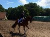 dressage horse Wednesday Highnoon Vom Mühlenh (Hanoverian, 2002, from Welser)