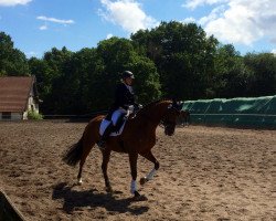 dressage horse Wednesday Highnoon Vom Mühlenh (Hanoverian, 2002, from Welser)