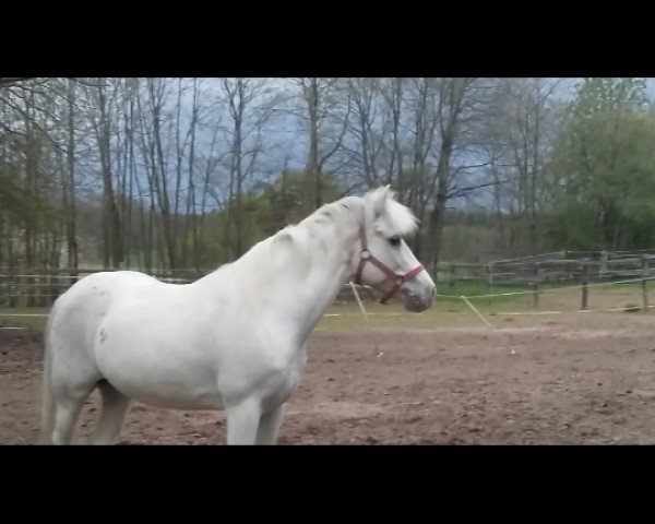 horse Flash in the Sky (German Riding Pony, 2016)