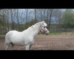 horse Flash in the Sky (German Riding Pony, 2016)