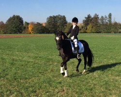 dressage horse Rocco il Conte (German Riding Pony, 2002, from Cadre)