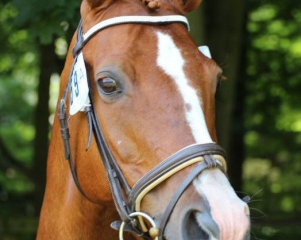 broodmare Fayette (Oldenburg, 1994, from Feinbrand)