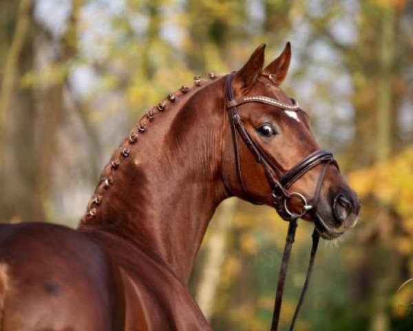 Dressurpferd Quebec (Hannoveraner, 2012, von Quasar de Charry)