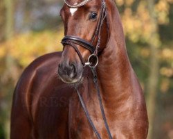 dressage horse Quebec (Hanoverian, 2012, from Quasar de Charry)