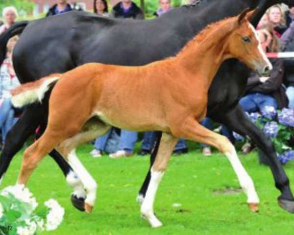 Dressurpferd Queensberry (Hannoveraner, 2012, von Quasar de Charry)