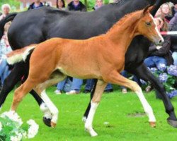 dressage horse Queensberry (Hanoverian, 2012, from Quasar de Charry)