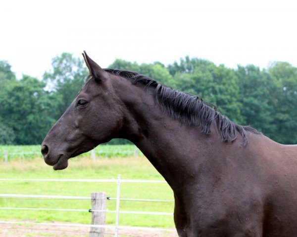 Zuchtstute Welcome (Hannoveraner,  , von Wolkenstein II)