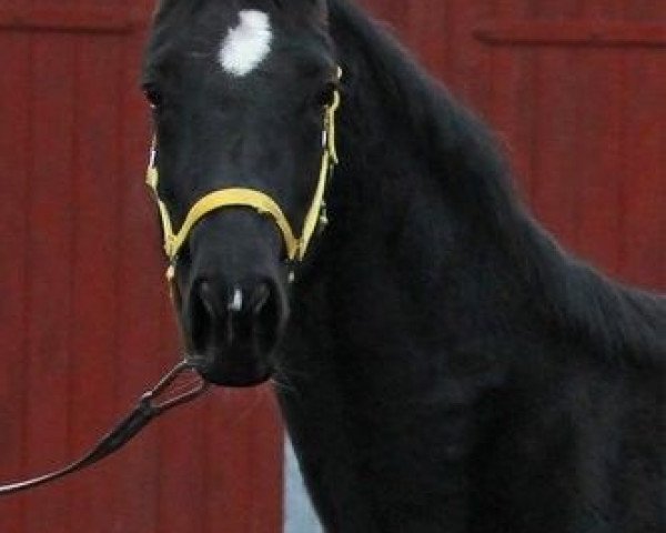 broodmare Querida (Hanoverian, 2012, from Quasar de Charry)