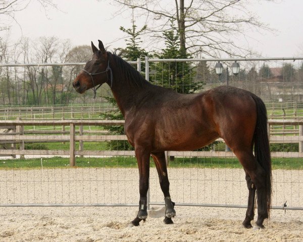 dressage horse Royal Son (Hanoverian, 2013, from Royaldik)