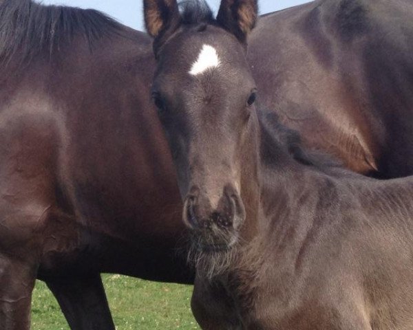 Dressurpferd Quick Step 93 (Hannoveraner, 2012, von Quasar de Charry)