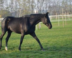 broodmare Donna Crusador (Hanoverian, 2004, from Don Bosco)