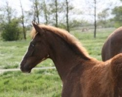 dressage horse Hengst von Don Frederic (Hanoverian, 2014, from Don Frederic 3)