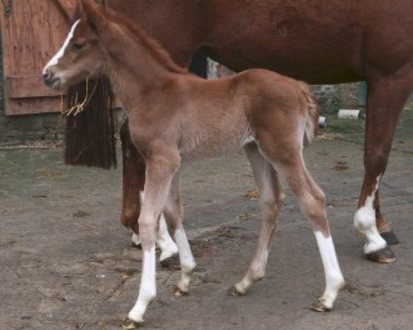 dressage horse Stute von Quasar de Charry (Hanoverian, 2013, from Quasar de Charry)