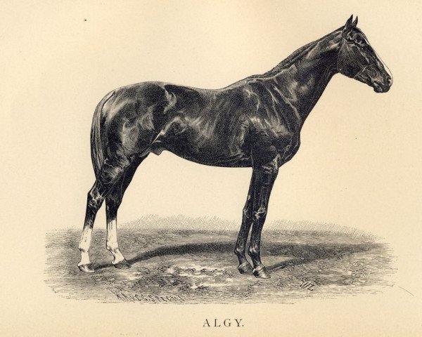 Deckhengst Algy xx (Englisches Vollblut, 1883, von Verneuil xx)