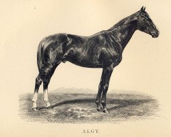 stallion Algy xx (Thoroughbred, 1883, from Verneuil xx)