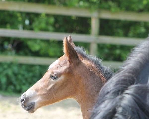 dressage horse Que Belle (Qaprice AJK) (Hanoverian, 2012, from Quasar de Charry)