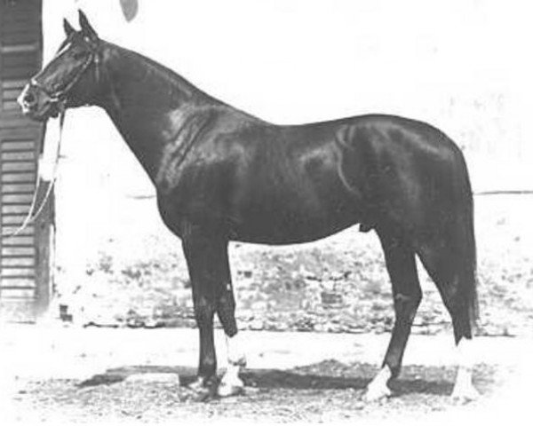 stallion Gidran I (Pib) (Gidran, 1884, from Gidran XXIII)