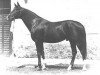 stallion Gidran I (Pib) (Gidran, 1884, from Gidran XXIII)