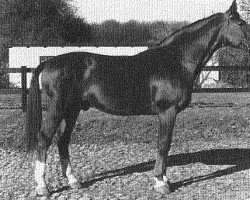 stallion Securius DH 125 (Hanoverian, 1960, from Sender)