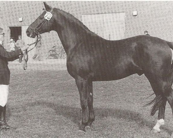 Deckhengst May Black (Dänisches Warmblut, 1973, von Elizar DH 191)