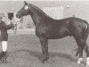 stallion May Black (Danish Warmblood, 1973, from Elizar DH 191)