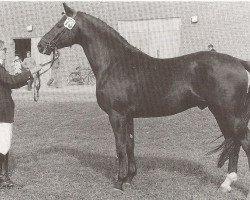 stallion May Black (Danish Warmblood, 1973, from Elizar DH 191)