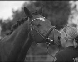 broodmare Spirille Lehrmann (Danish Warmblood, 1994, from Schwadroneur)