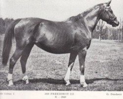 broodmare 561 Przedswit III (Przedswit, 1940, from 165 Przedswit VII-4)