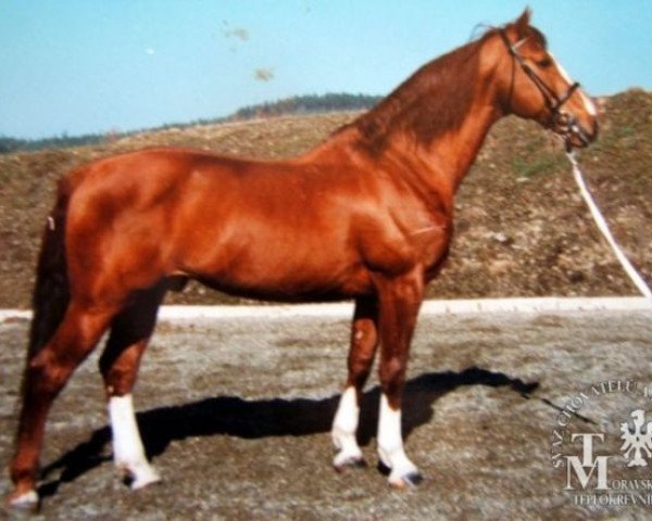 Deckhengst Gidran Bernartický (Gidran, 1987, von Gidran XIV-38)