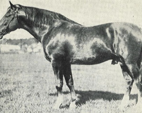 Deckhengst Gidran III (Shagya-Araber, 1924, von Gidran XXXIV)