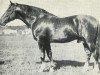 stallion Gidran III (Shagya Arabian, 1924, from Gidran XXXIV)