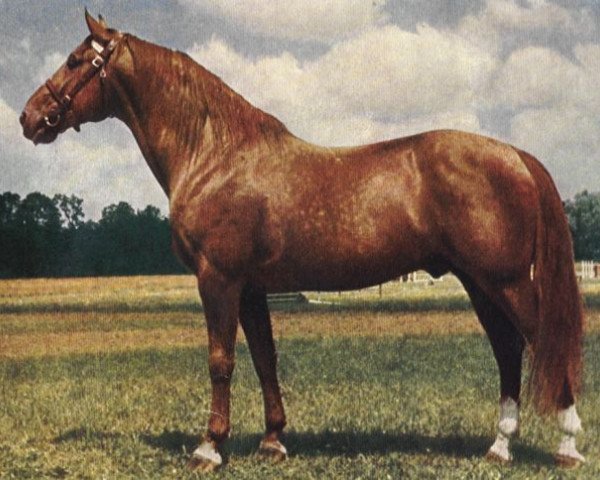 stallion Gidran VII (Gidran, 1942, from Gidran IV)