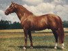stallion Gidran VII (Gidran, 1942, from Gidran IV)