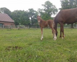 horse Suennevoges Papaya (Welsh Partbred, 2016, from Black Edition R)