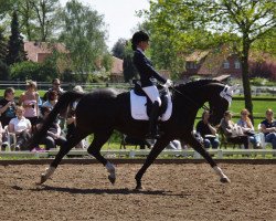 dressage horse Chayenne-Blue (Hanoverian, 2008, from Contendros Bube)