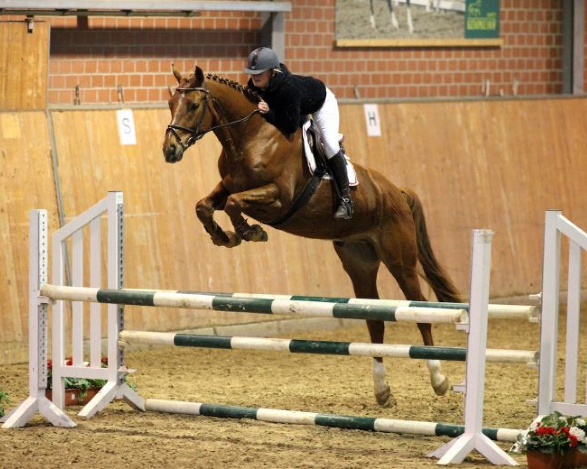 jumper Quenten 2 (Mecklenburg, 2008, from Quando-Quando)
