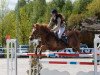 stallion Franklin (New Forest Pony, 2002, from Nieuwmoeds Patrick)