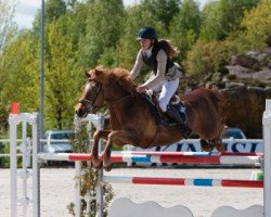 stallion Franklin (New Forest Pony, 2002, from Nieuwmoeds Patrick)