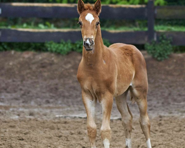 stallion Fürst Fabioo (Hanoverian, 2016, from Fürst Fohlenhof)