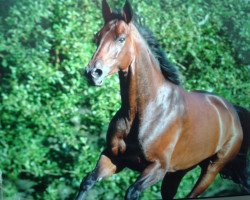 broodmare Lady Laila (Hanoverian, 1996, from Lemon Park)