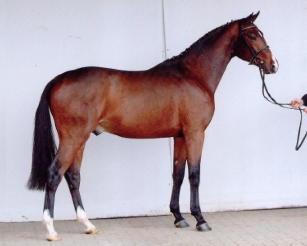 stallion Jaquino (Holsteiner, 2005, from Jayadeva de Mackinac AA)