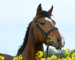 Springpferd Caja-Yamira (Holsteiner, 2010, von Jaquino)