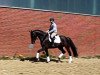 dressage horse Zack's Diamond (Oldenburg, 2012, from Zack)