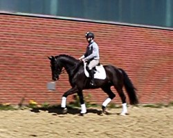 dressage horse Zack's Diamond (Oldenburg, 2012, from Zack)